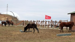 Yük taşımacılığından kurtarılan atlar, rehabilitasyona alındı