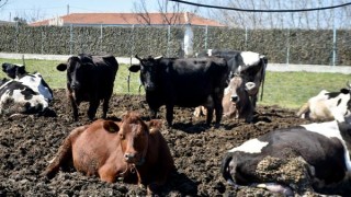 Desteklemeden memnun olan süt üreticilerinden sanayicilere tepki