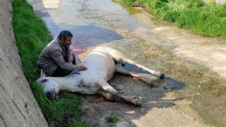 Dere yatağına düşen atının başından ayrılmadı, veterinerin sözlerine tepki gösterdi