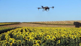  Trakya’da ayçiçek tarlalarını istila eden ‘çayır tırtılı’ ile dronlu mücadele