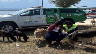 Kırklareli’de sıcaktan etkilenen hayvanlara su ve yem bırakıldı