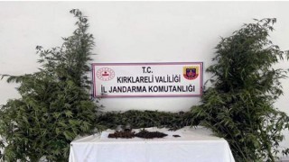 Kırklareli’de 56 bin kök Hint keneviri ele geçirildi