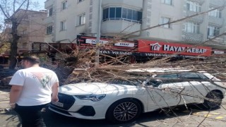 Kuruyan ağaç otomobilin üzerine devrildi