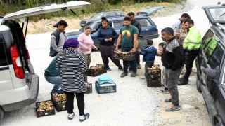 Istranca Ormanları’nda mantar bereketi