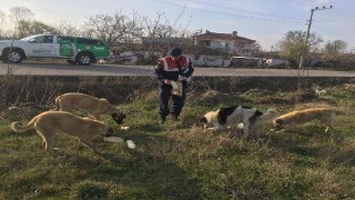 Jandarma ekipleri sahipsiz köpekleri besledi