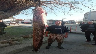 Meriç Nehri’nde 2 metre 30 santimlik yayın balığı yakaladı