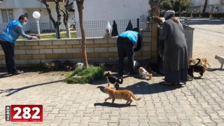 Tekirdağ'da din görevlileri "can dostlar" için sokaklara mama bıraktı