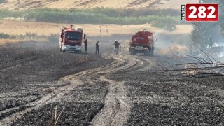 Tekirdağ'da 20 dönüm ekili buğday, yangında zarar gördü