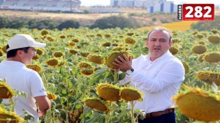 ‘Kuraklığa dayanıklı yerli ve milli ayçiçeği tohumu 300 bin dekara ekildi’