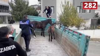 Tekirdağ’da başıboş atlar toplandı